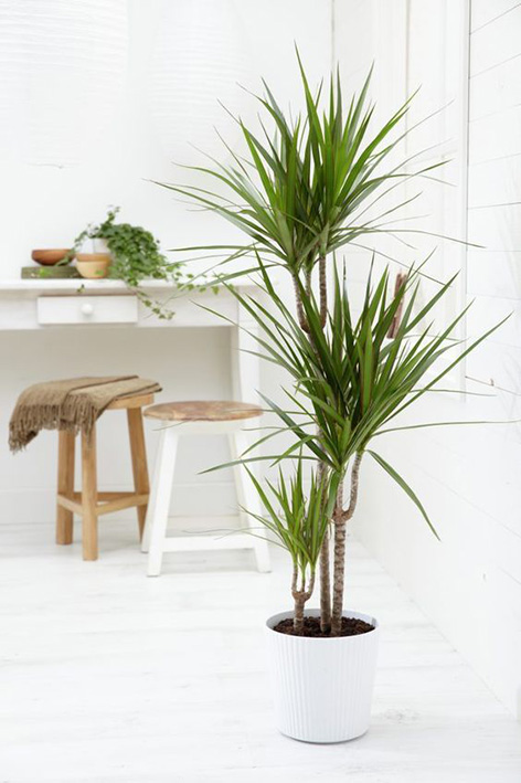 image Dracaena, tanaman hias yang cocok dalam rumah