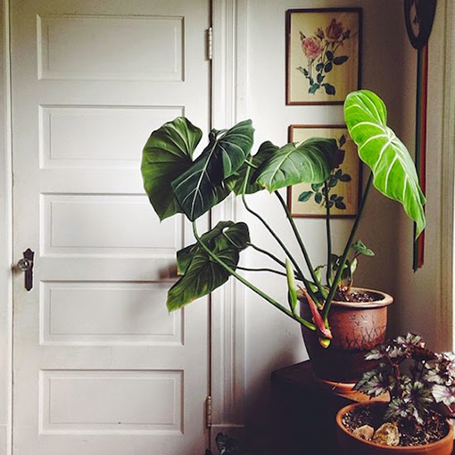 image Philodendron, tanaman hias yang cocok dalam rumah